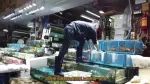 全世界最有“骨气”的鱼，只要被抓立刻自爆，没人可以活着带回去