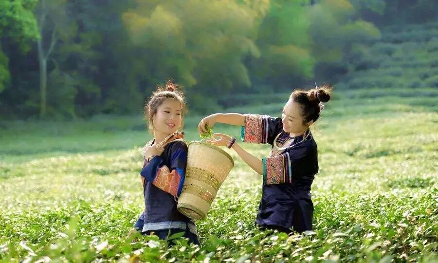 3月30-31日【周日】住果园+采明前茶+坐龙峡+赖草(图4)