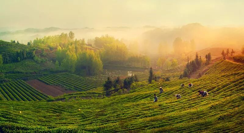 3月30-31日【周日】住果园+采明前茶+坐龙峡+赖草(图3)