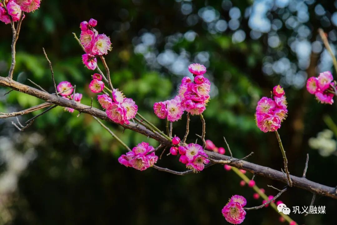 红梅树下如玉少年终究梦一场_红梅树_红梅树掉叶子怎么回事