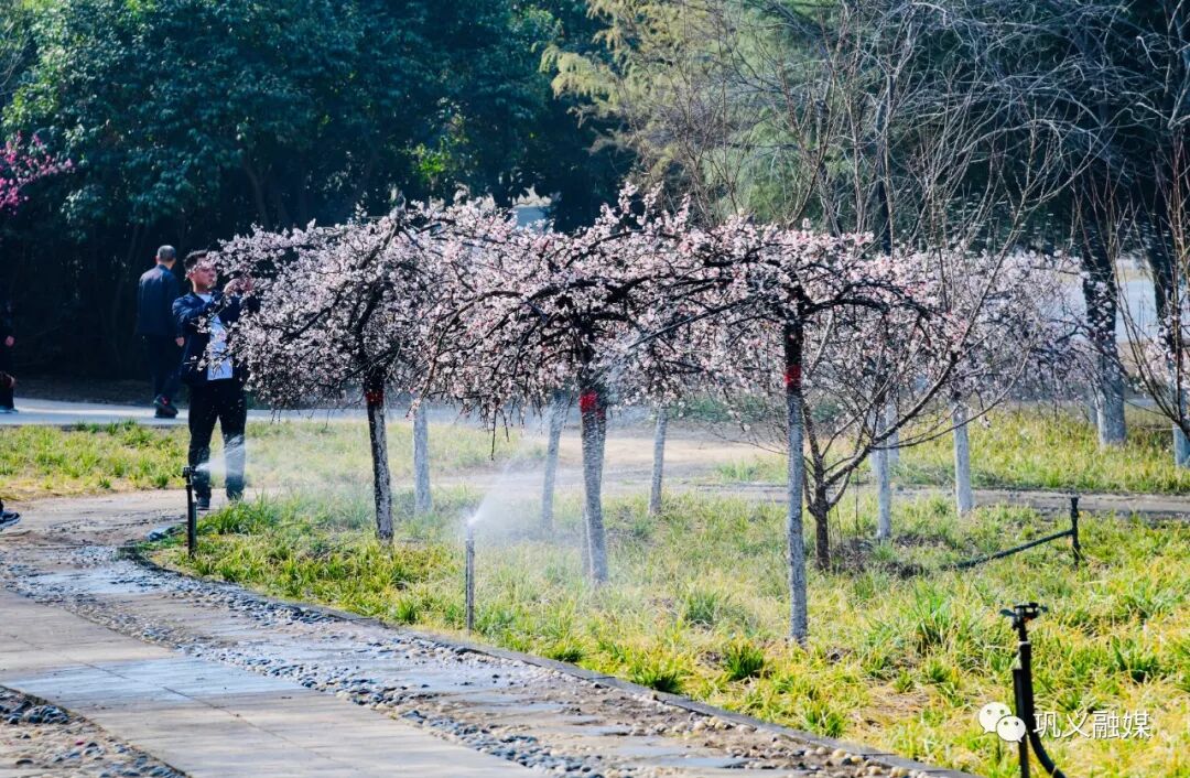 红梅树_红梅树下如玉少年终究梦一场_红梅树掉叶子怎么回事