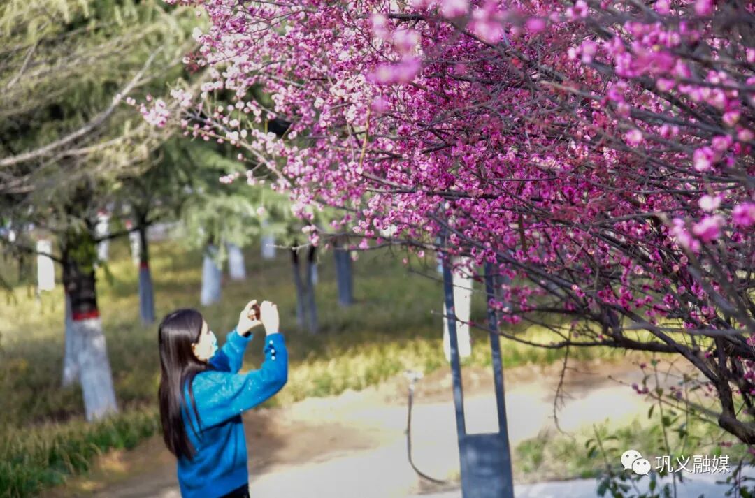 红梅树下如玉少年终究梦一场_红梅树_红梅树掉叶子怎么回事