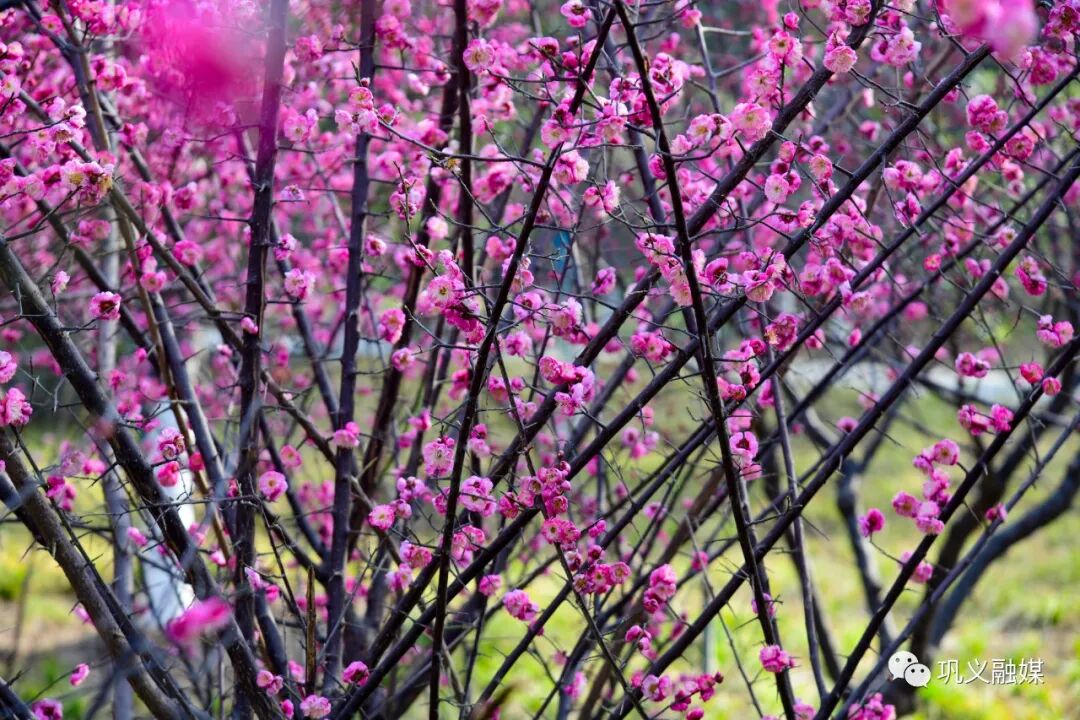 红梅树下如玉少年终究梦一场_红梅树掉叶子怎么回事_红梅树