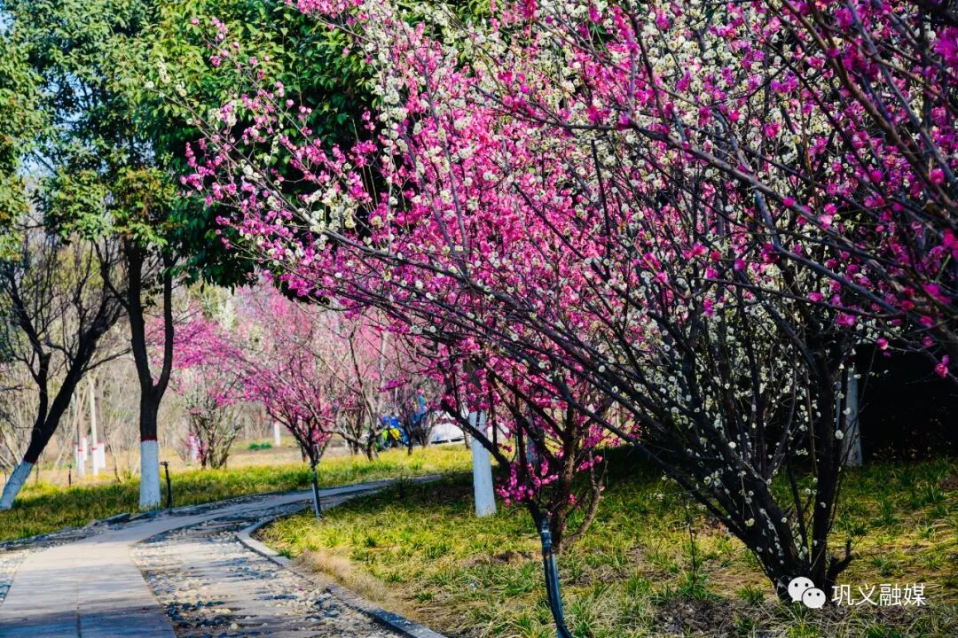 红梅树_红梅树下如玉少年终究梦一场_红梅树掉叶子怎么回事