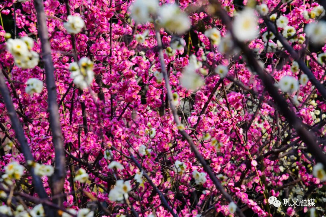 红梅树掉叶子怎么回事_红梅树下如玉少年终究梦一场_红梅树
