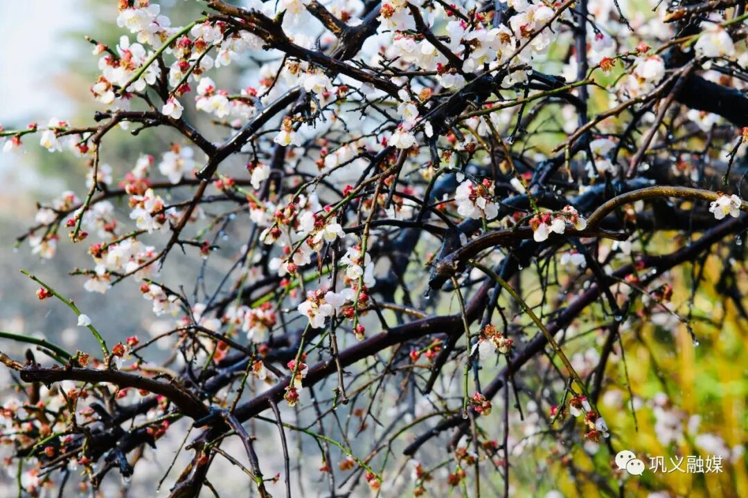 红梅树_红梅树掉叶子怎么回事_红梅树下如玉少年终究梦一场