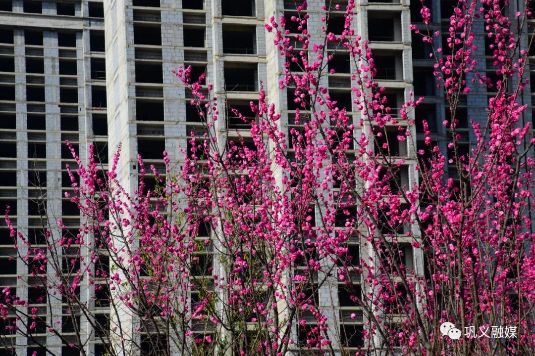 红梅树掉叶子怎么回事_红梅树下如玉少年终究梦一场_红梅树