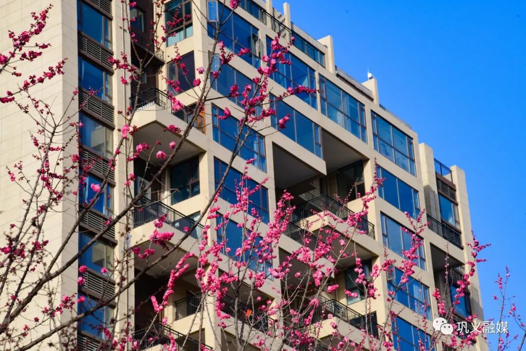 红梅树掉叶子怎么回事_红梅树_红梅树下如玉少年终究梦一场