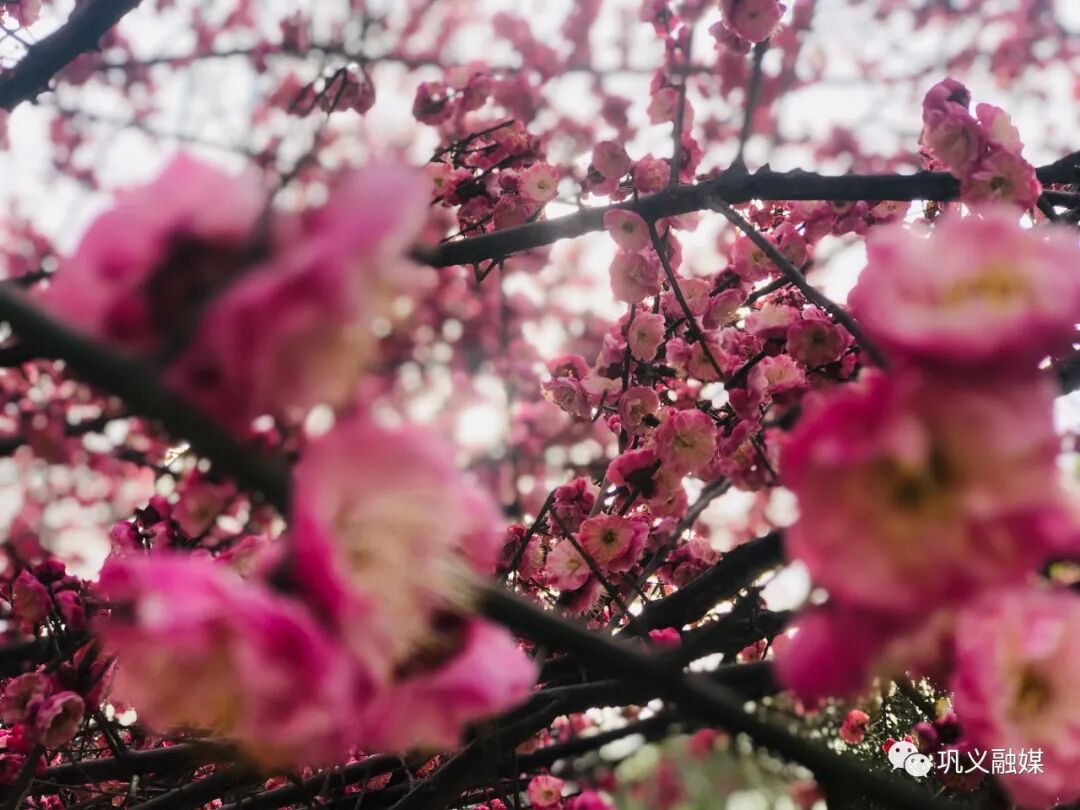 红梅树_红梅树下如玉少年终究梦一场_红梅树掉叶子怎么回事