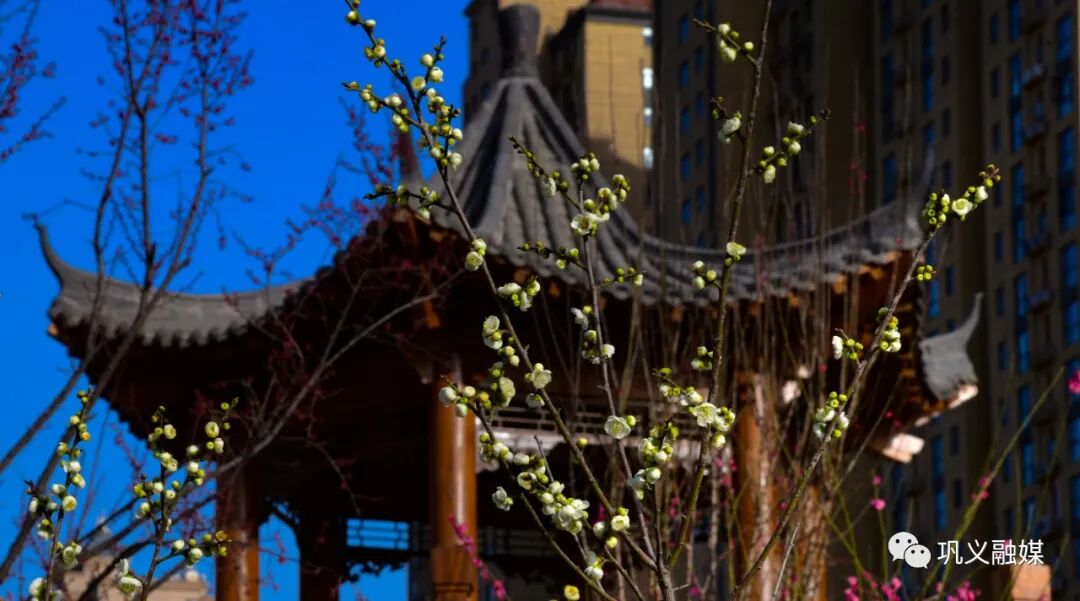 红梅树下如玉少年终究梦一场_红梅树掉叶子怎么回事_红梅树