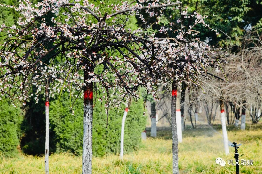 红梅树_红梅树掉叶子怎么回事_红梅树下如玉少年终究梦一场