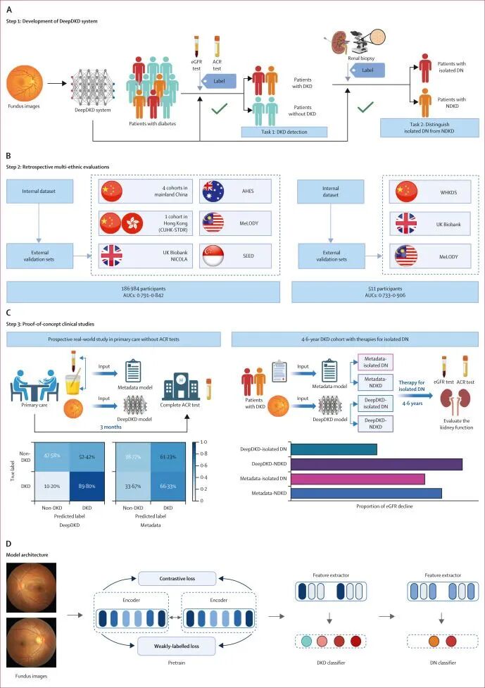 Lancet Digital Health | DeepDKD深度学习系统，实现糖尿病肾脏疾病精准筛查与分型诊断 - Py学习