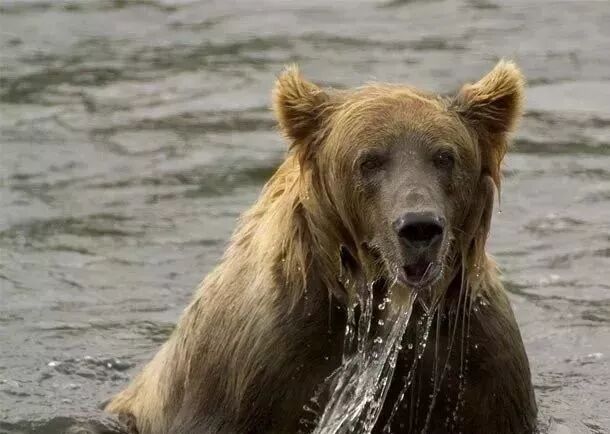 第十三名:棕熊psi:850