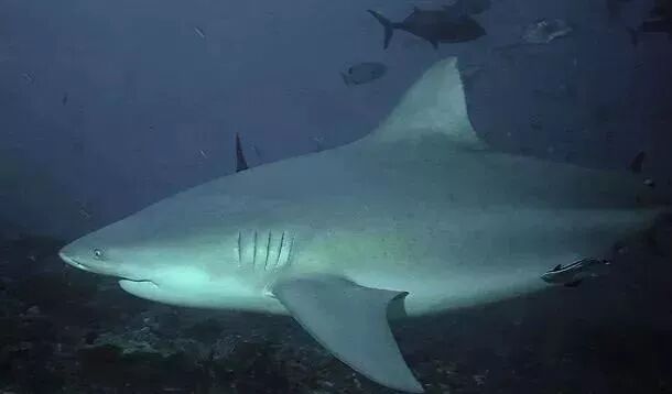 动物王国攻击力大排行,第一名当仁不让 - 51402789208的主页