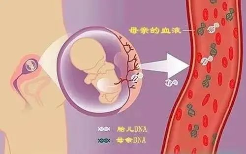 哪家胎儿dna亲子鉴定中心准确？