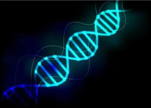 dna鉴定费用是多少钱啊？