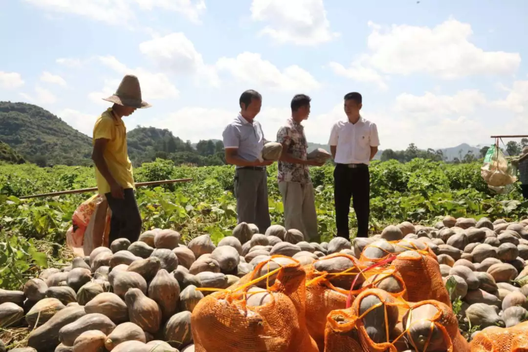 香芋南瓜 香芋南瓜
