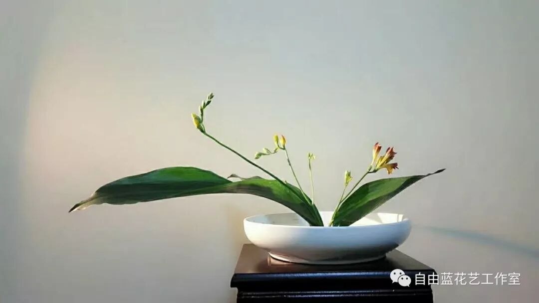 经典文化 大学 自由蓝花艺工作室 微信公众号文章阅读 Wemp