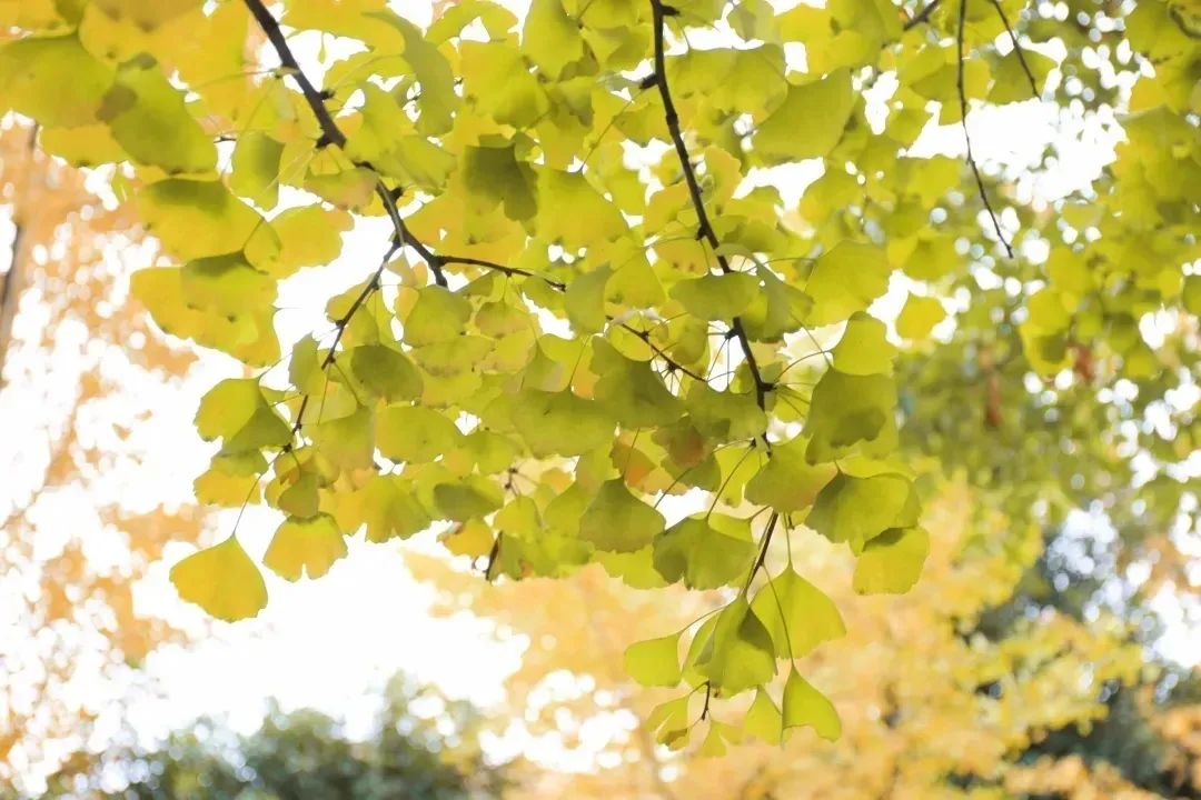 馥郁清無寐校園四處是芳華青澀始成十月妍銀杏樹下欣喜盈求學如植樹