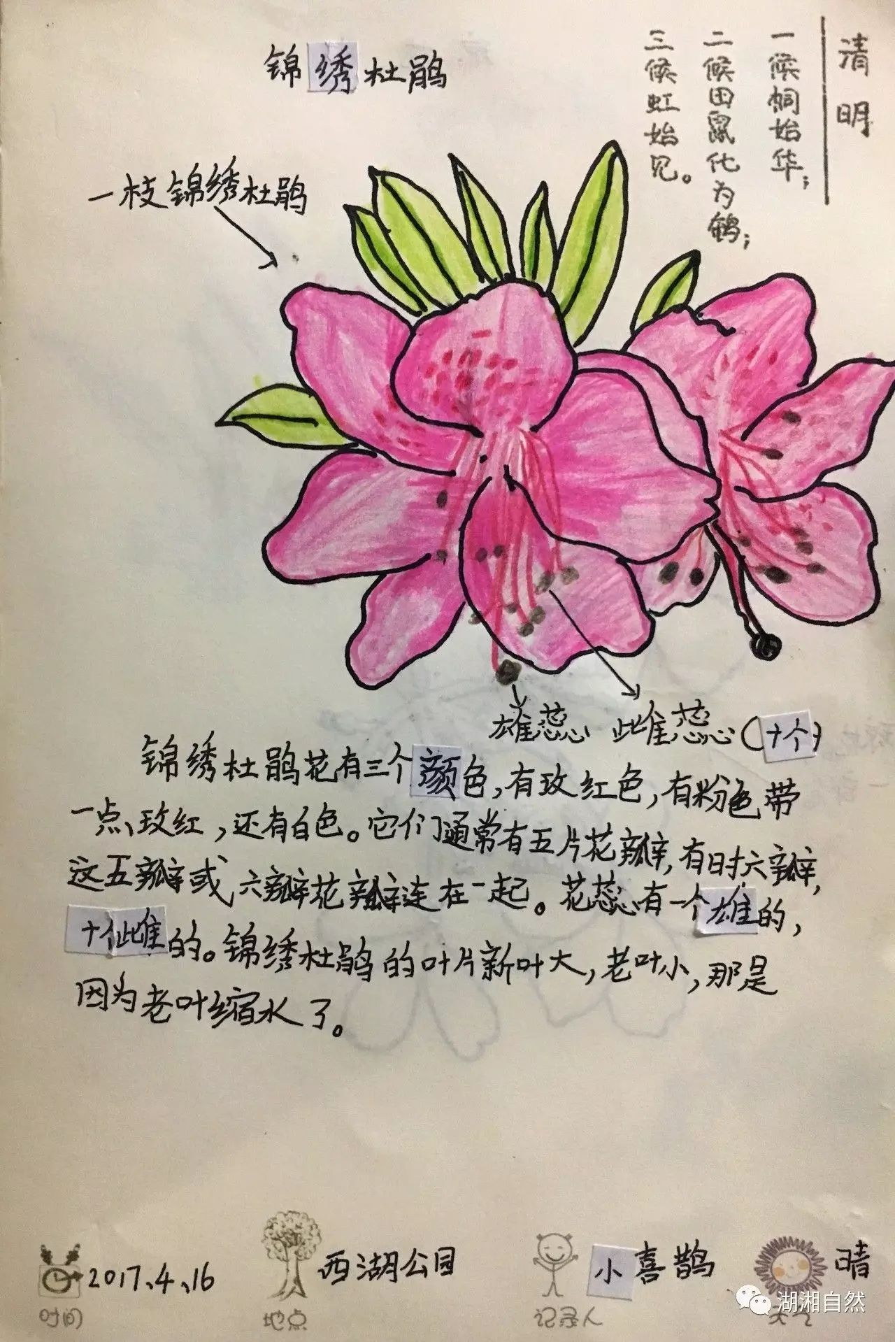 【風孩子自然筆記】桐花如雪,年年紛飛|清明筆記分享