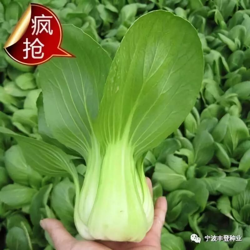 榨菜 雪菜 高菜 青梗菜等蔬菜黄金销售季来啦 欢迎各地区的新老顾客前来订购 宁波丰登种业 微信公众号文章阅读