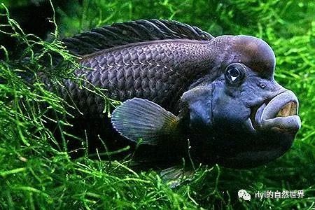怎么区分银针铁骨素和猴面兰花的_猴面短鲷_猴面小龙兰的寓意