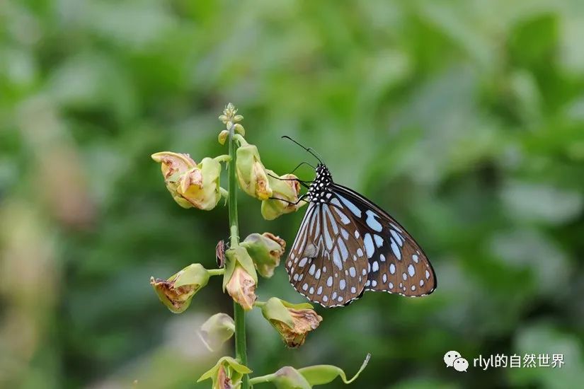 Rlyl物种说 今日 青斑蝶 Blue Tiger Rlyl的自然世界 微信公众号文章阅读 Wemp