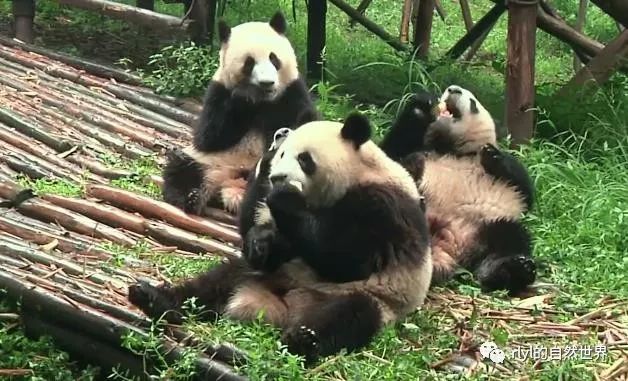 小熊猫打劫苹果