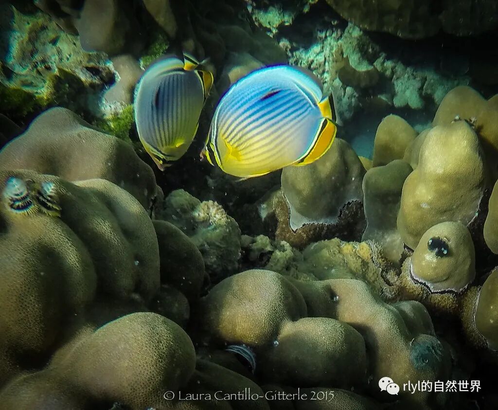 Rlyl物种说 今日 三带蝴蝶鱼 Melon Butterflyfish Rlyl的自然世界 微信公众号文章阅读 Wemp