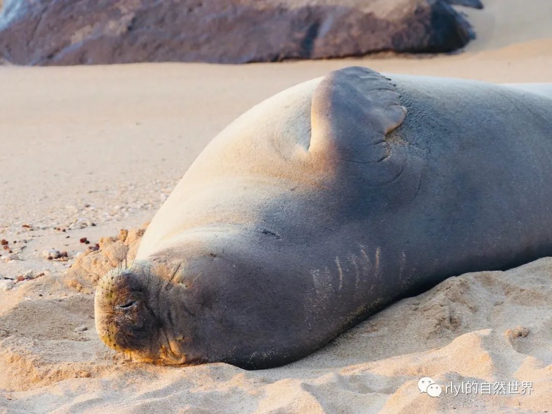 Rlyl物种说 今日 夏威夷僧海豹 Hawaiian Monk Seal Rlyl的自然世界 微信公众号文章阅读 Wemp