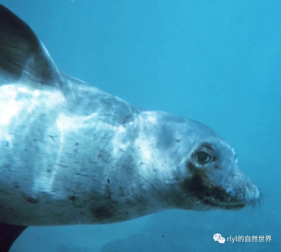 Rlyl物种说 今日 夏威夷僧海豹 Hawaiian Monk Seal Rlyl的自然世界 微信公众号文章阅读 Wemp