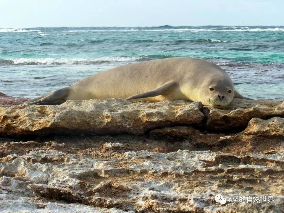 Rlyl物种说 今日 夏威夷僧海豹 Hawaiian Monk Seal Rlyl的自然世界 微信公众号文章阅读 Wemp