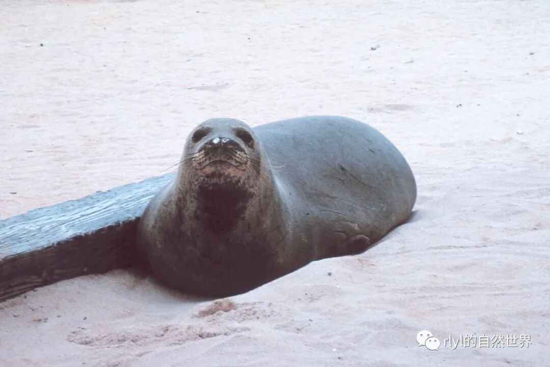 Rlyl物种说 今日 夏威夷僧海豹 Hawaiian Monk Seal Rlyl的自然世界 微信公众号文章阅读 Wemp