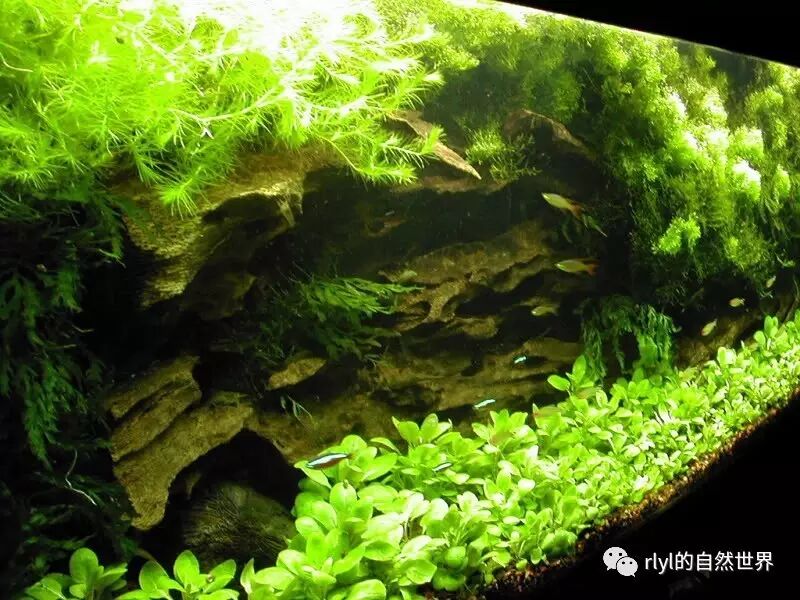 水草造景 以降低光照限制水草和藻類的成長 Rlyl的自然世界 微文庫