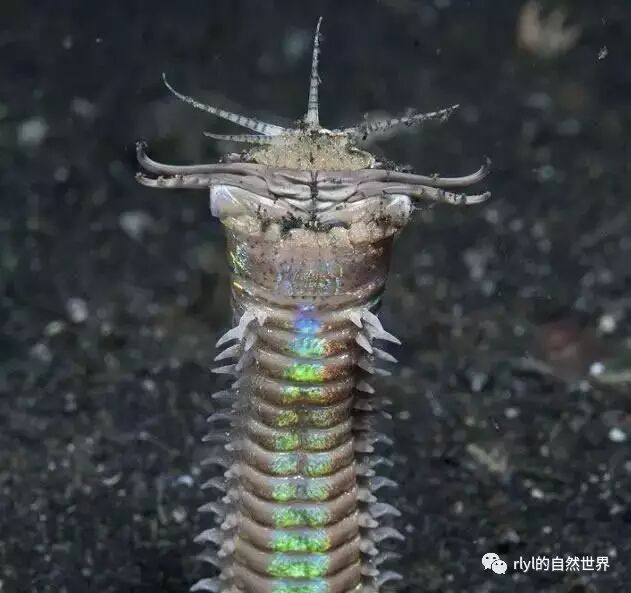 早起的蟲兒有魚吃 海底殺手 博位元蟲 Rlyl的自然世界 微文庫