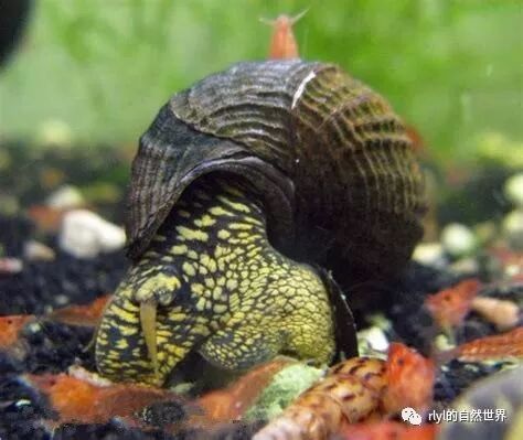 海水魚 和 淡水魚 能混養嗎 Rlyl的自然世界 微文庫