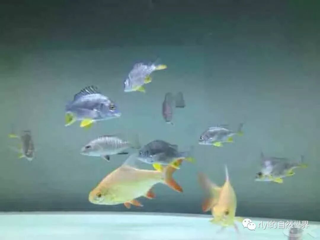 海水魚 和 淡水魚 能混養嗎 Rlyl的自然世界 微文庫