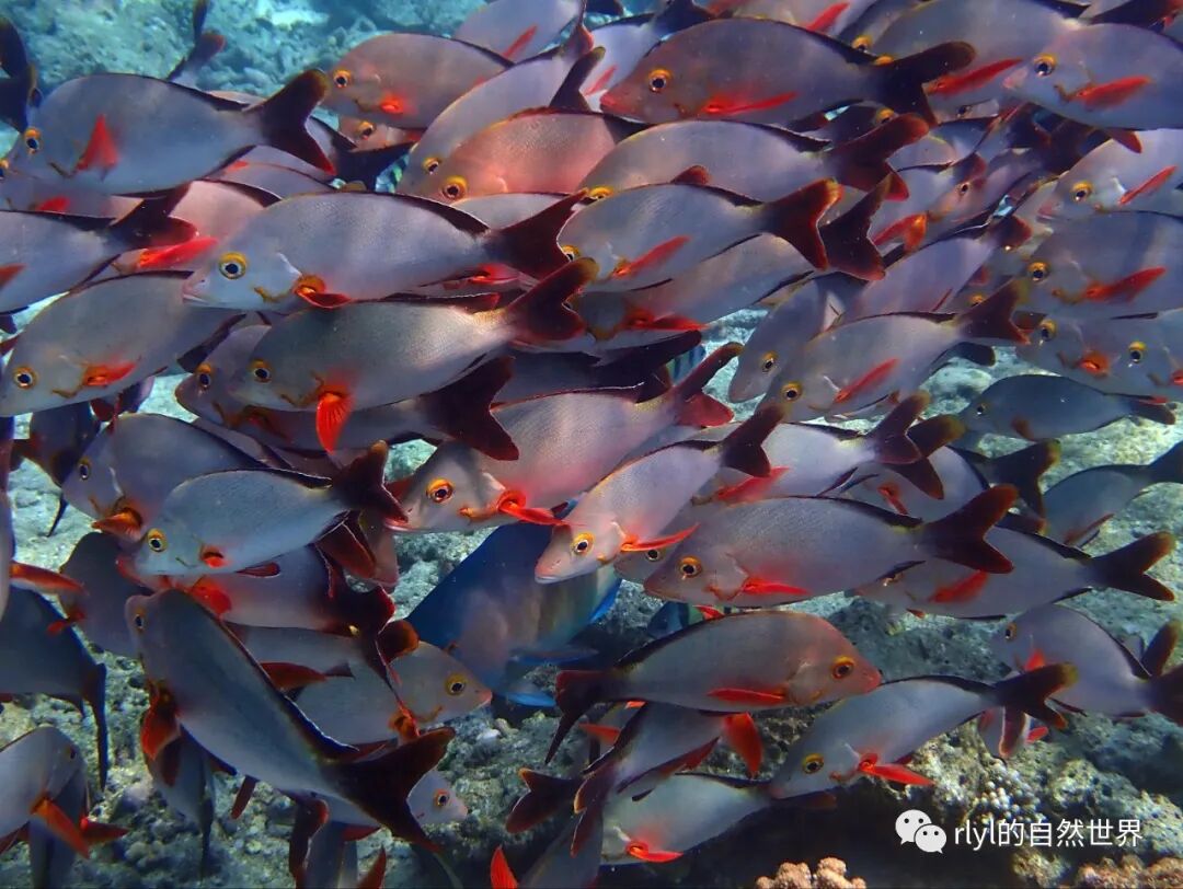 Rlyl物种说 今日 隆背笛鲷 Humpback Red Snapper Rlyl的自然世界 微信公众号文章阅读 Wemp
