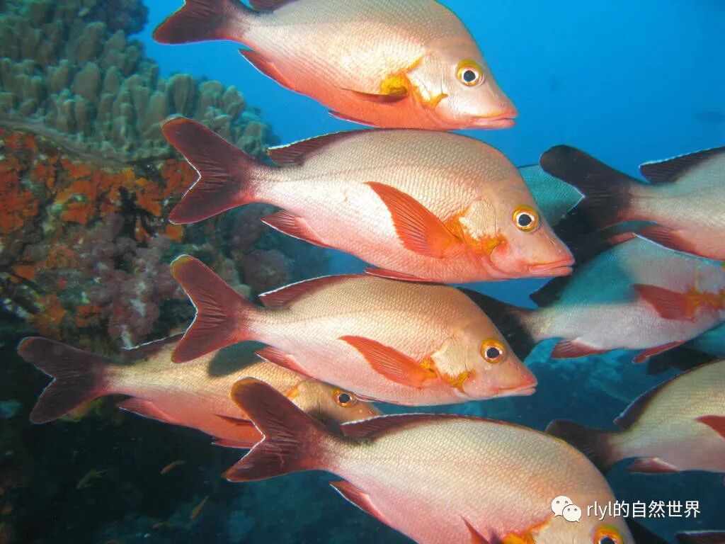 Rlyl物种说 今日 隆背笛鲷 Humpback Red Snapper Rlyl的自然世界 微信公众号文章阅读 Wemp