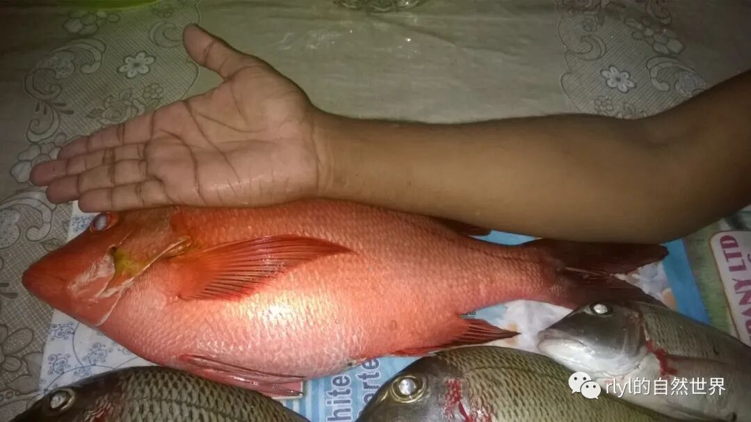 Rlyl物种说 今日 隆背笛鲷 Humpback Red Snapper Rlyl的自然世界 微信公众号文章阅读 Wemp
