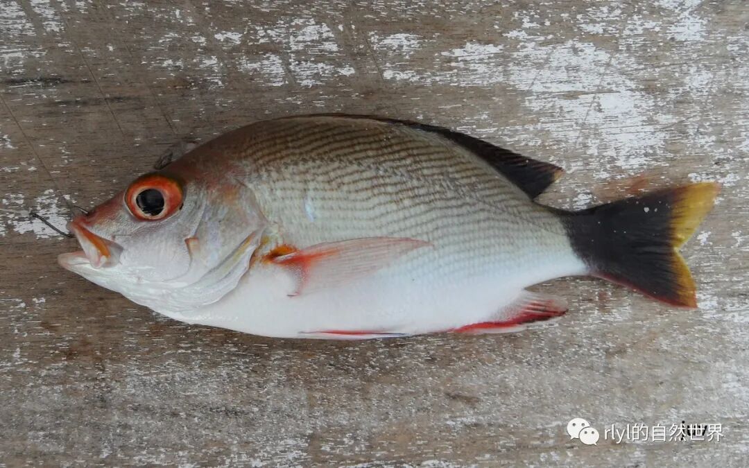 Rlyl物种说 今日 隆背笛鲷 Humpback Red Snapper Rlyl的自然世界 微信公众号文章阅读 Wemp