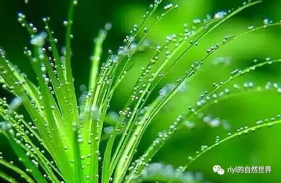 水草冒泡與光合作用的關係 Rlyl的自然世界 微文庫