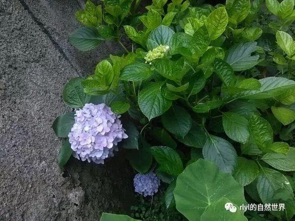 小凌老師植物學 神奇植物是什麼 關於紫陽花的黑色童話 Rlyl的自然世界 微文庫