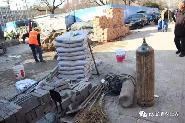 😭再見，官園花鳥魚蟲市場_rlyl的自然世界- 微文庫