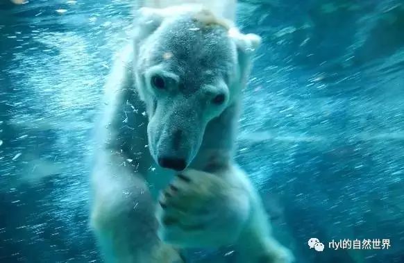日本排名第一人氣爆棚的動物園 北海道旭山動物園 Rlyl的自然世界 微文庫
