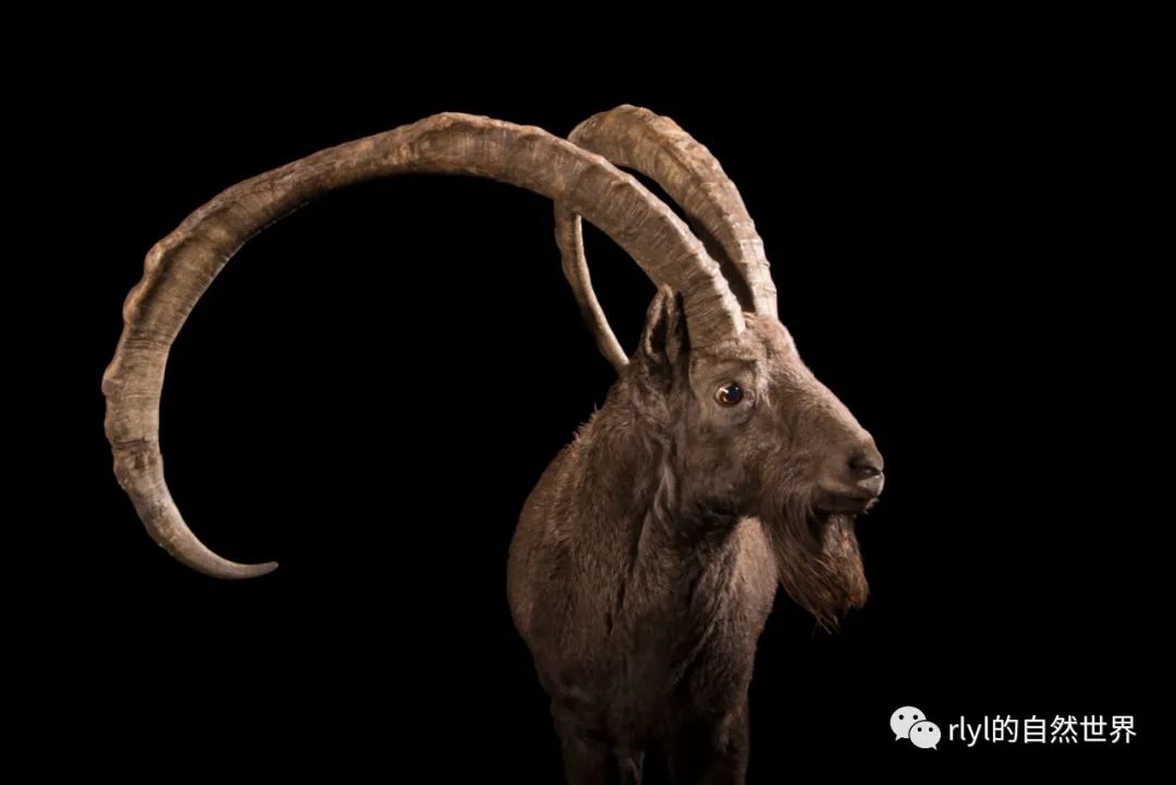 Rlyl物种说 今日 西伯利亚北山羊 Siberian Ibex Rlyl的自然世界 微信公众号文章阅读 Wemp