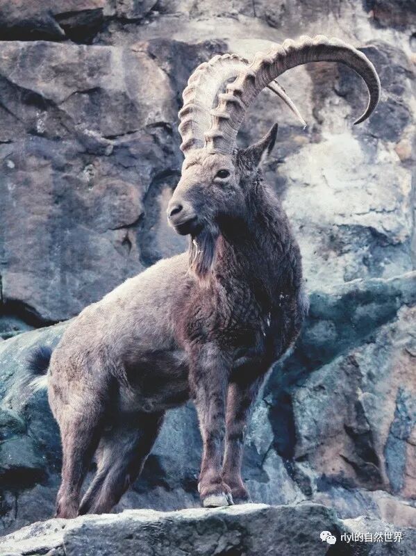 Rlyl物种说 今日 西伯利亚北山羊 Siberian Ibex Rlyl的自然世界 微信公众号文章阅读 Wemp