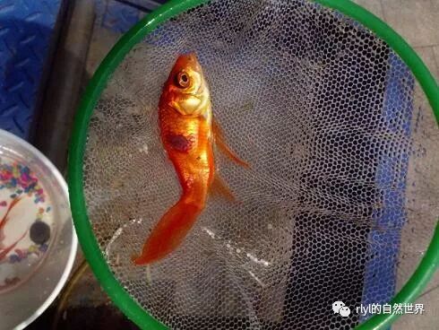 魚生 請多關照 Rlyl的自然世界 微文庫