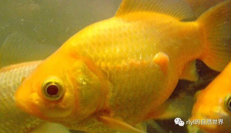 魚生 請多關照 Rlyl的自然世界 微文庫