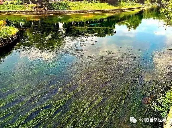 有趣的野外觀察 水流 水草和藻類 Rlyl的自然世界 微文庫